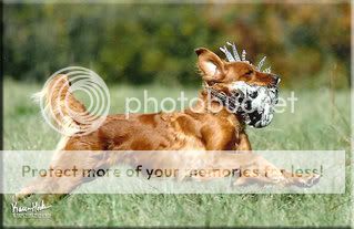 Dog picture