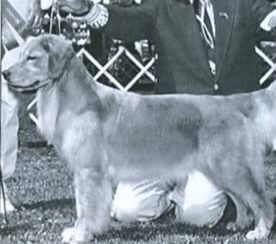Dog picture
