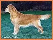 Dog picture