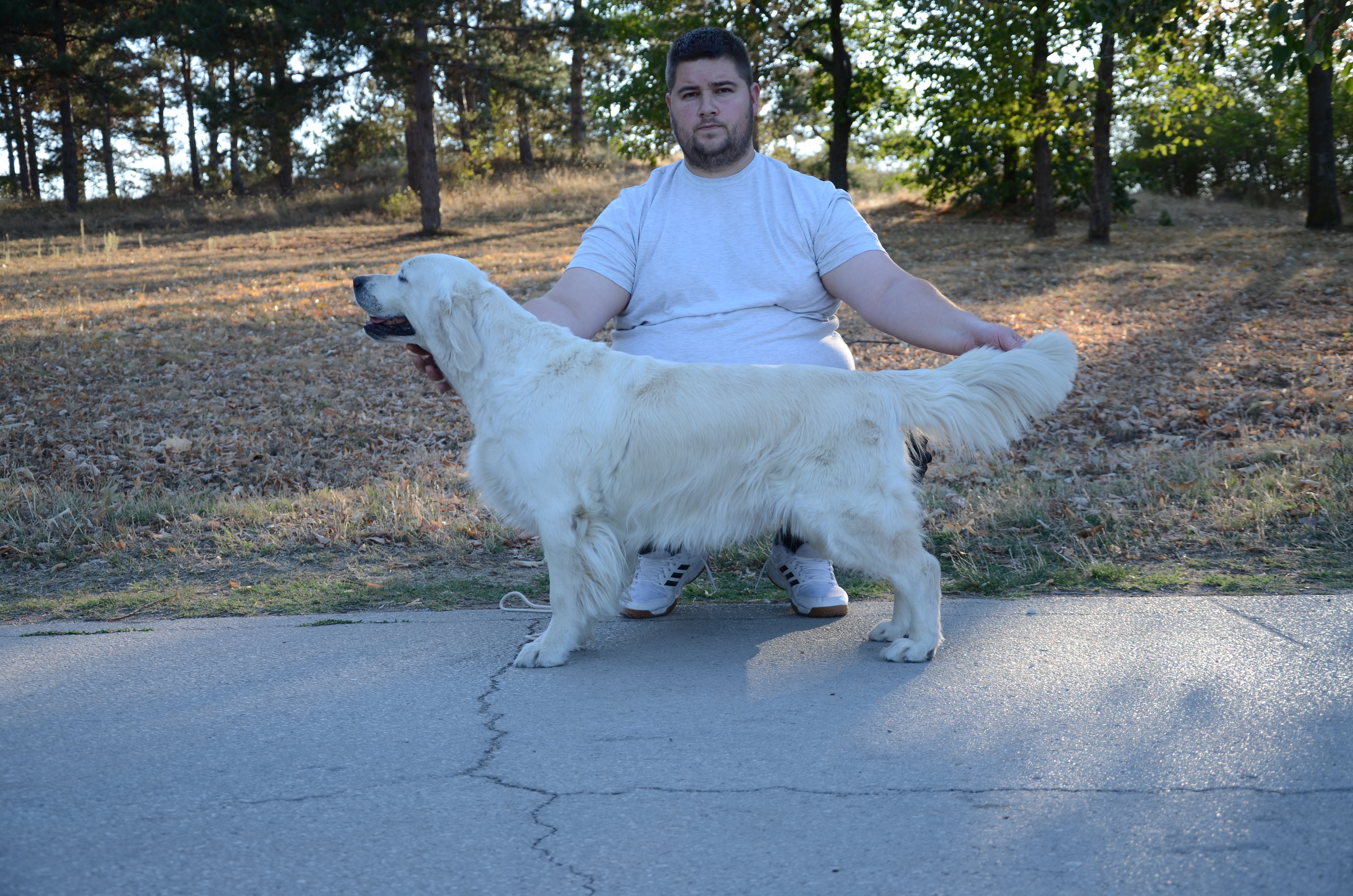 Dog picture