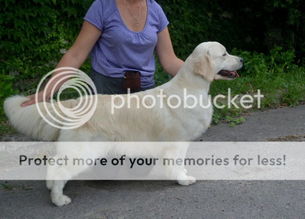 Dog picture