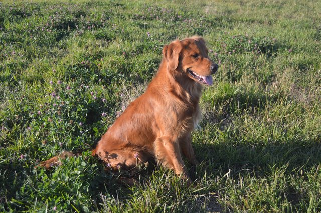 Dog picture