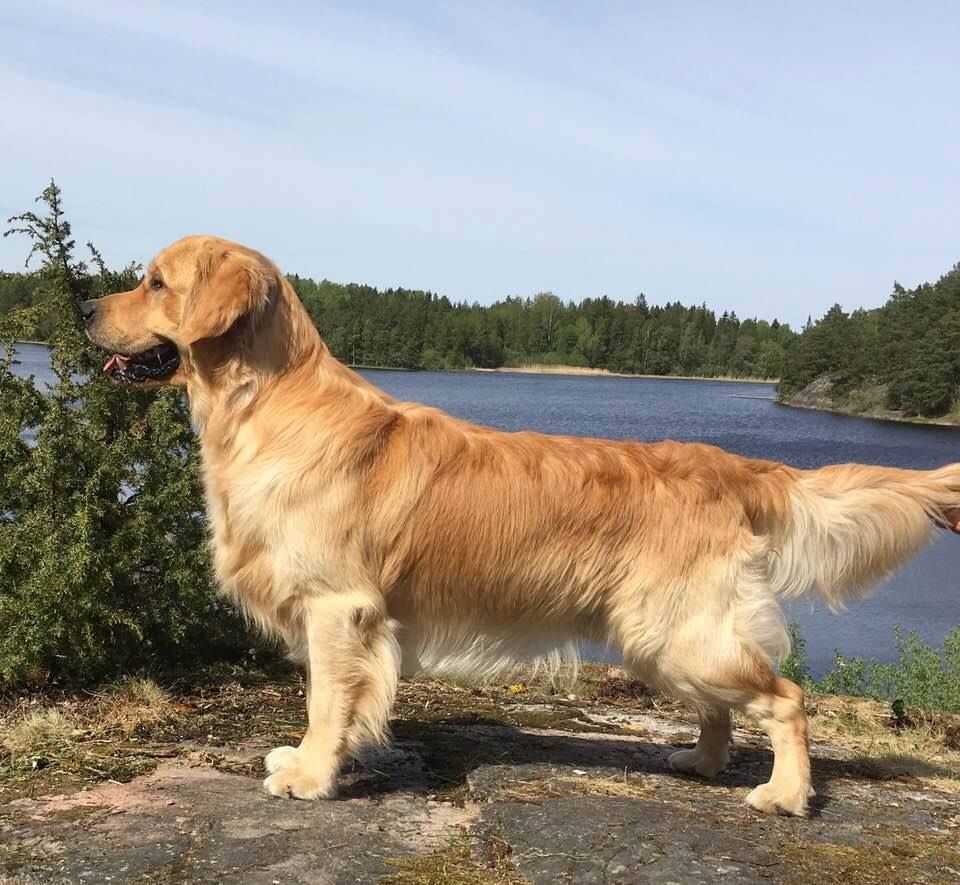 Dog picture
