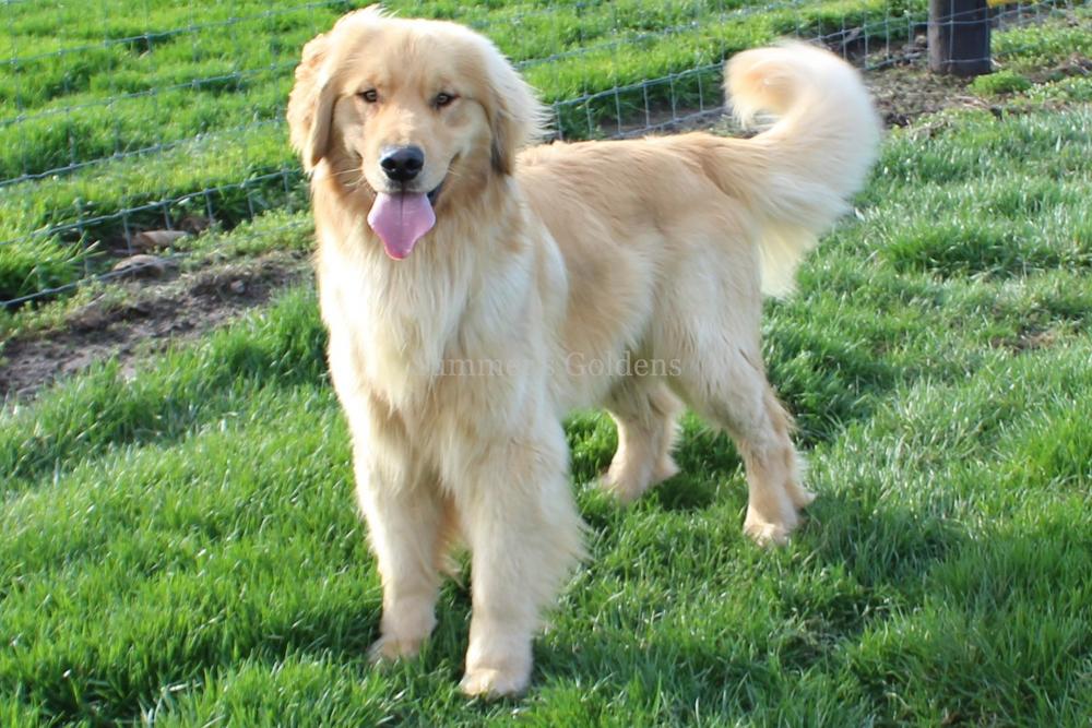 Dog picture