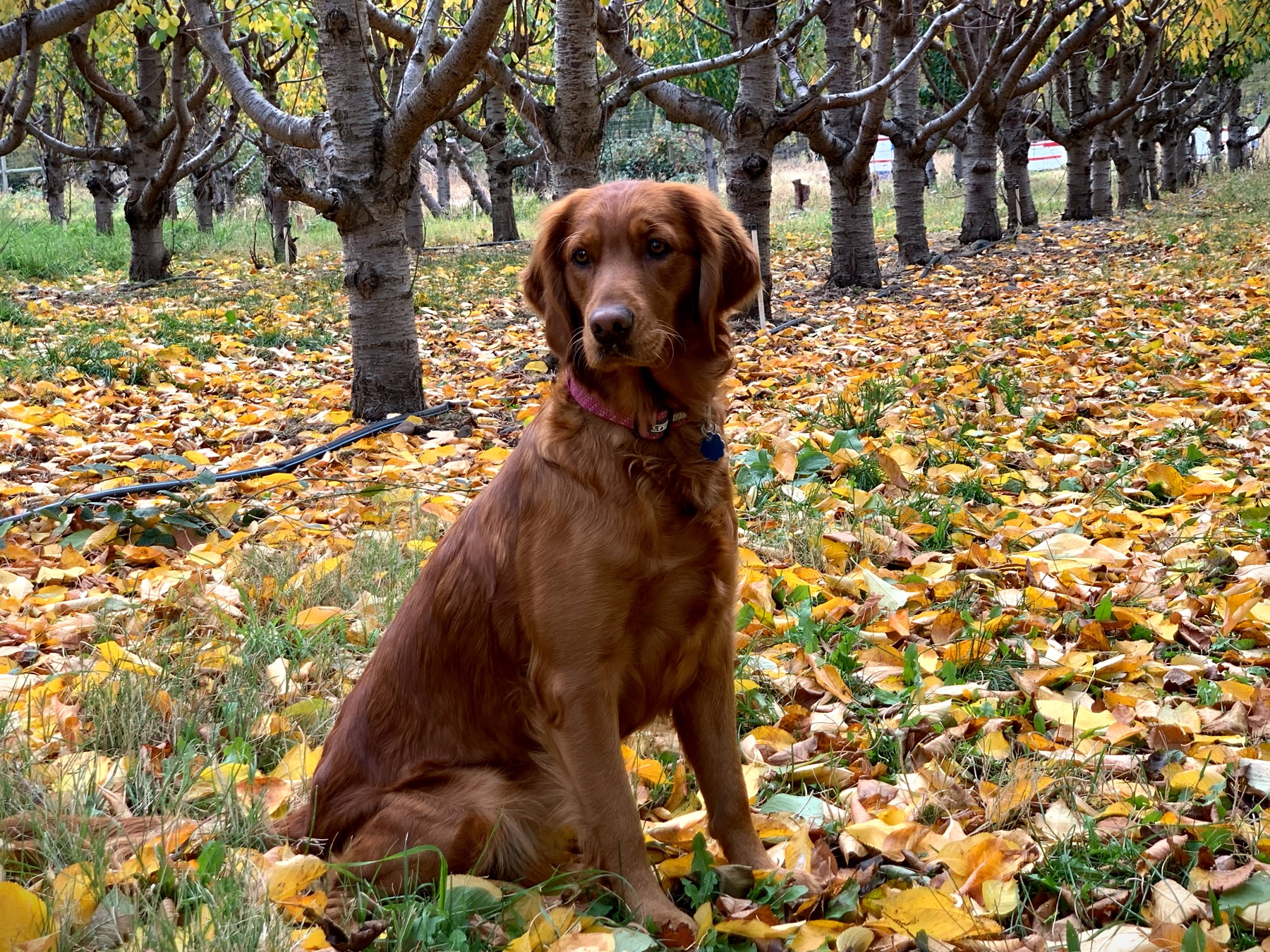 Dog picture