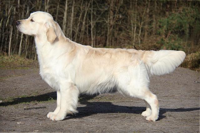 Dog picture