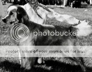 Dog picture