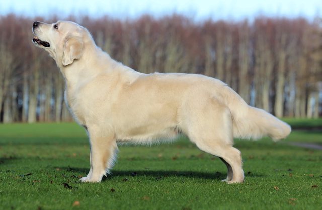 Dog picture