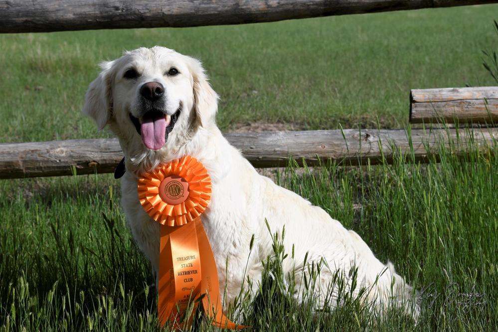 Dog picture