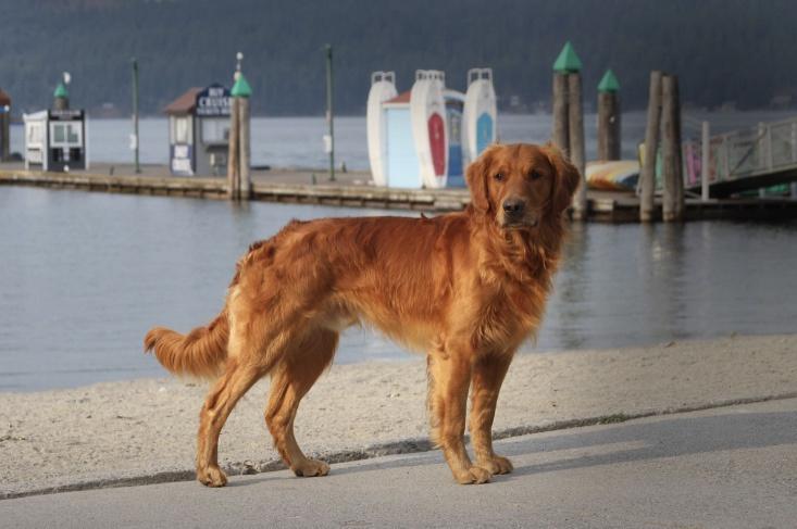 Dog picture