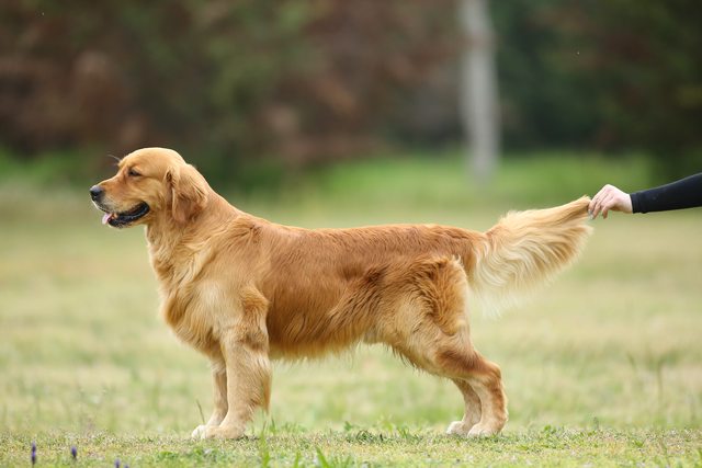 Dog picture