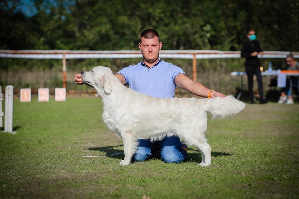 Dog picture