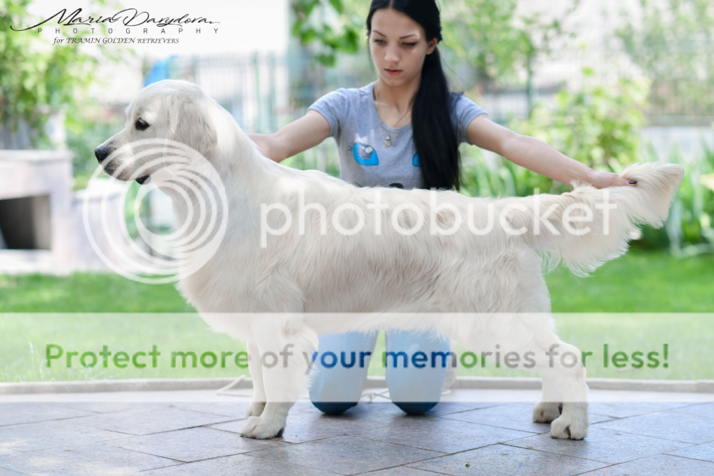 Dog picture
