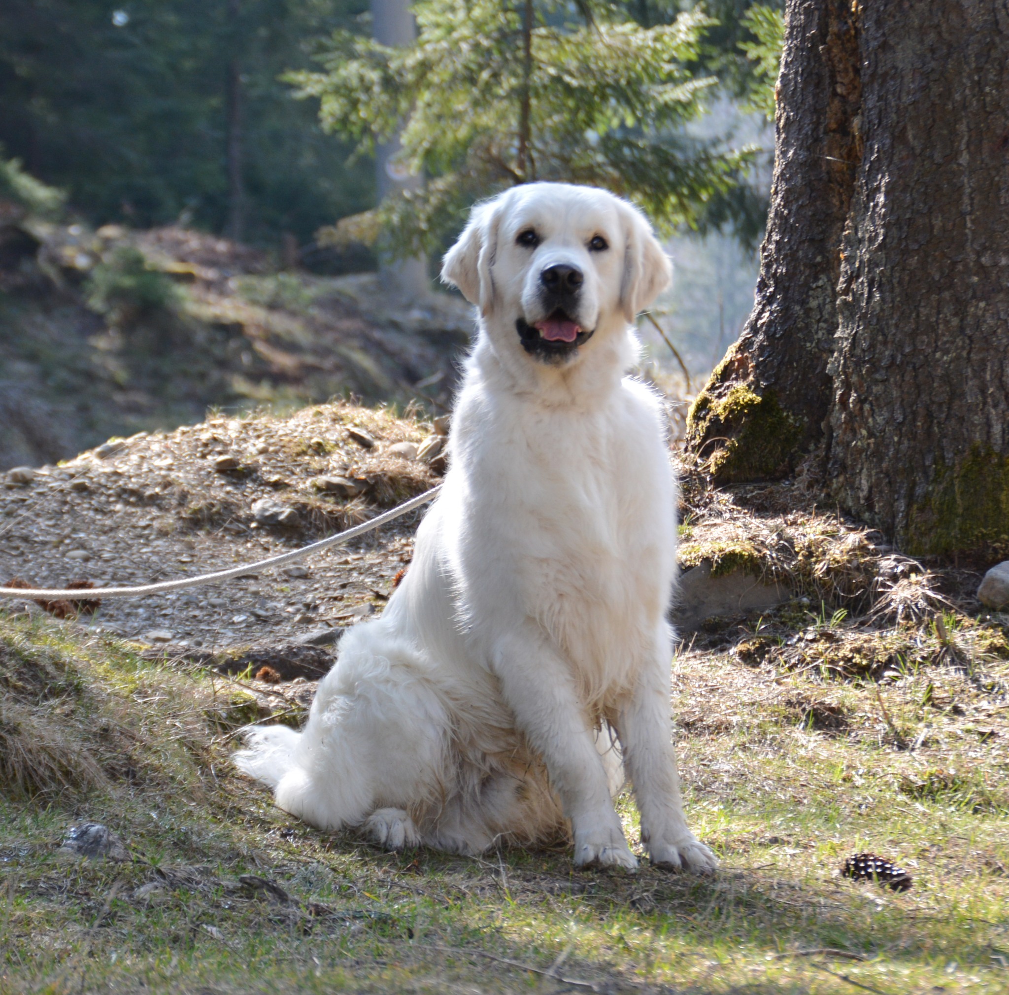 Dog picture