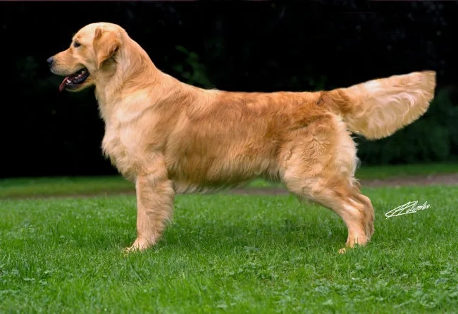 Dog picture