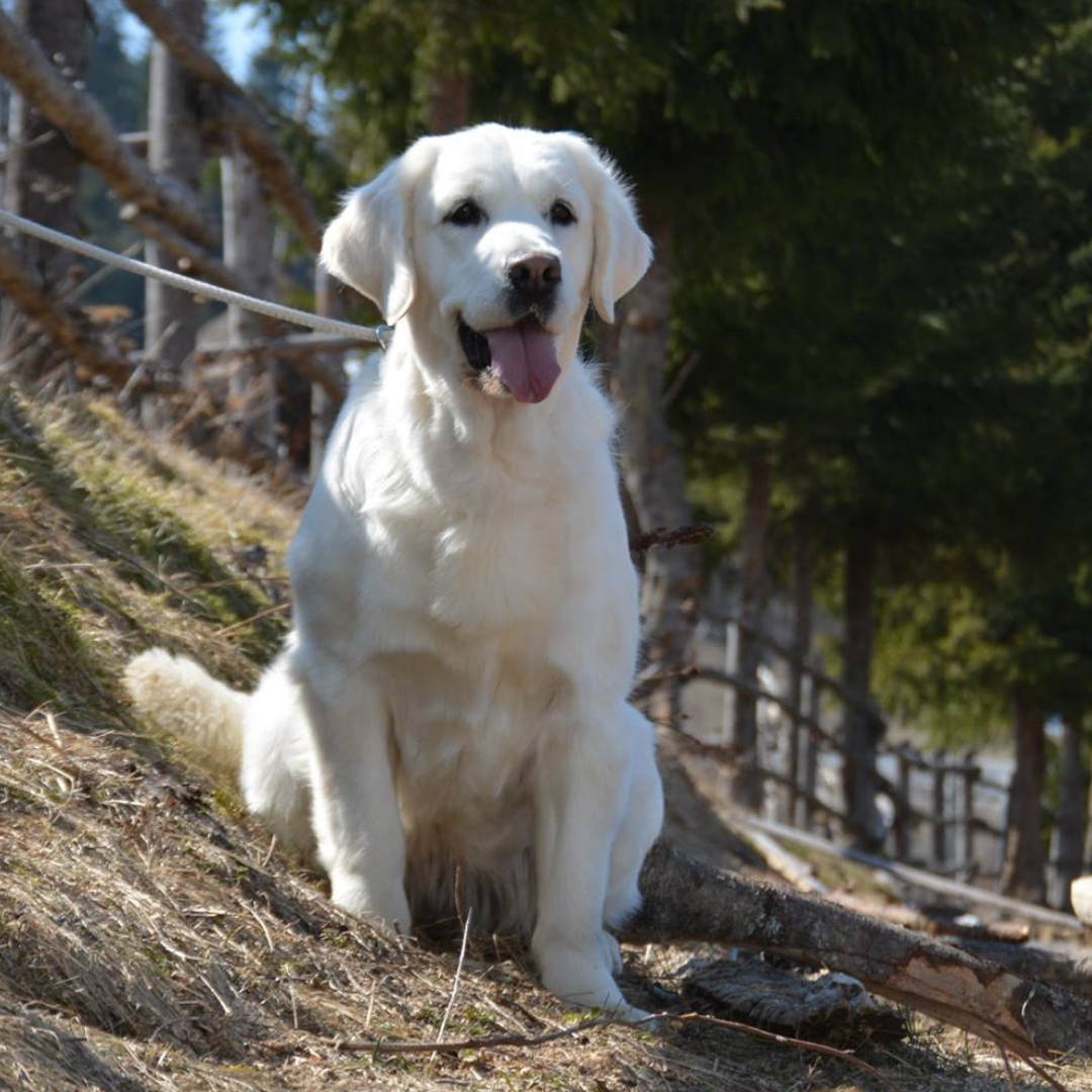 Dog picture