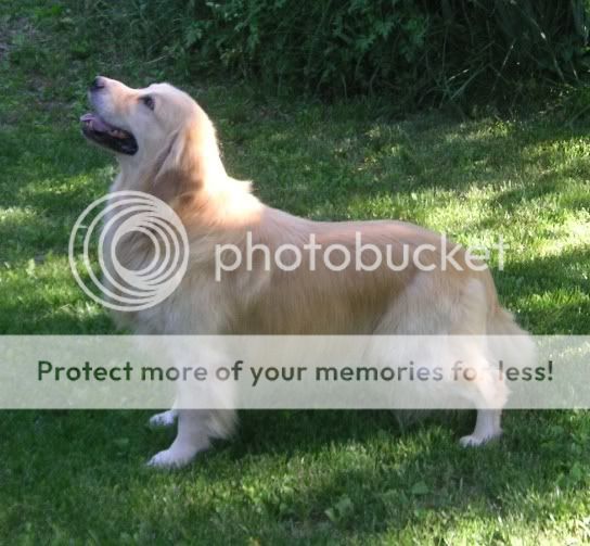 Dog picture