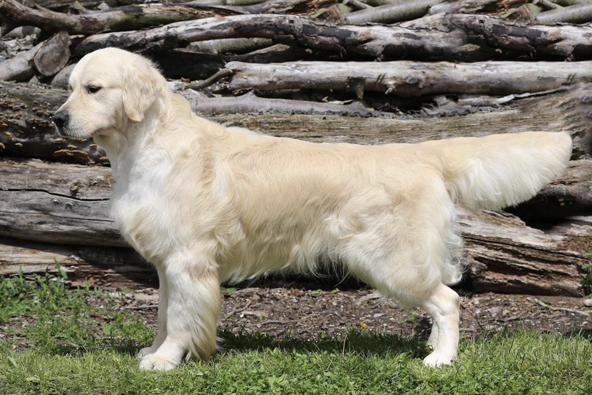 Dog picture