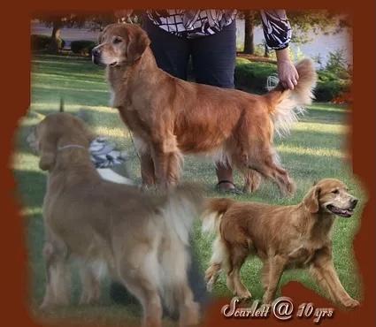 Dog picture