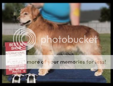 Dog picture