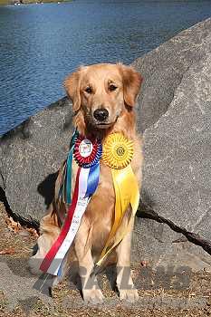 Dog picture