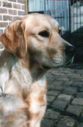Dog picture
